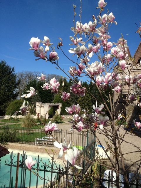 foto_Magnolien20151